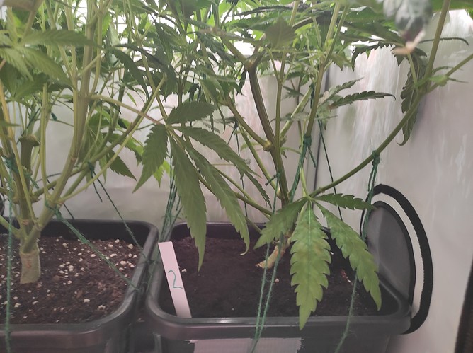 Growreport Bild 8