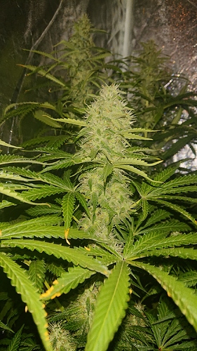 Growreport Bild 4