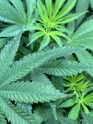 Growreport Bild 20