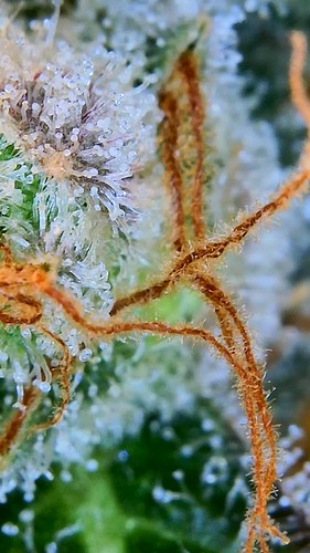 Growreport Bild 7