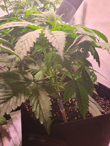 Growreport Bild 9