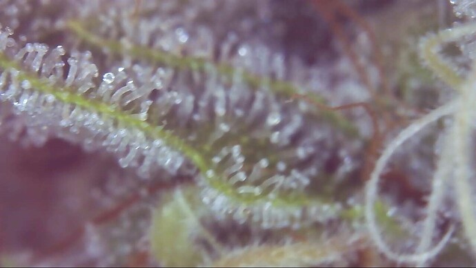 Growreport Bild 5