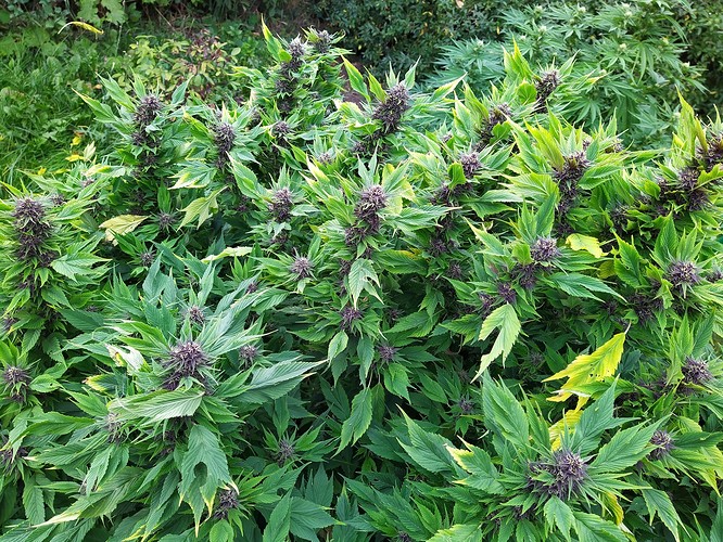 Growreport Bild 4
