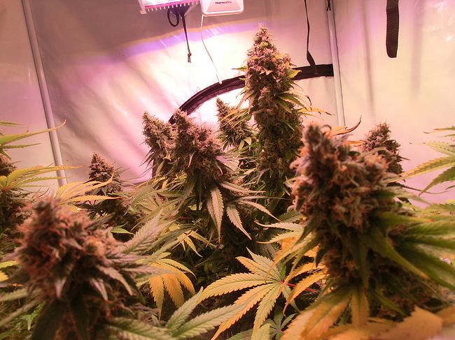 Growreport Bild 15