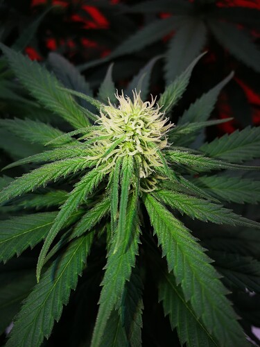 Growreport Bild 4