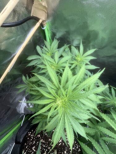 Growreport Bild 1