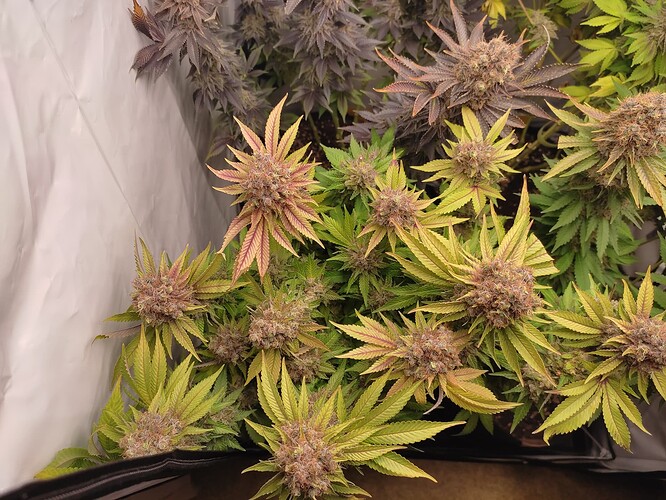 Growreport Bild 12