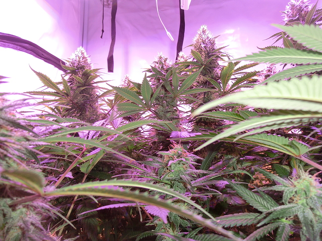 Growreport Bild 10