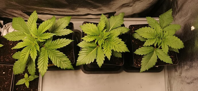 Growreport Bild 12