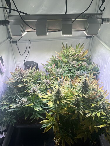 Growreport Bild 1