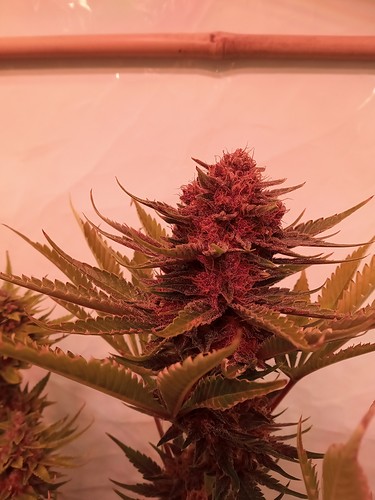 Growreport Bild 9