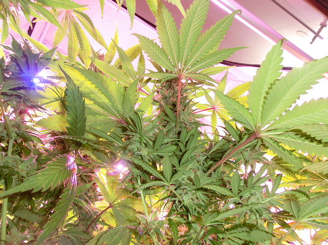 Growreport Bild 4