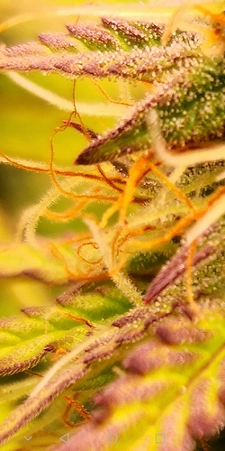 Growreport Bild 9