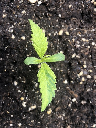Growreport Bild 2