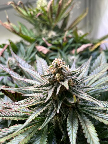 Growreport Bild 6