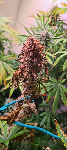 Growreport Bild 3