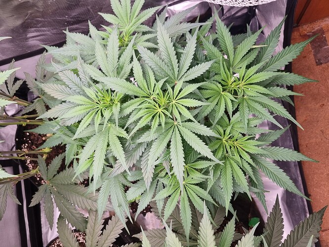 Growreport Bild 4