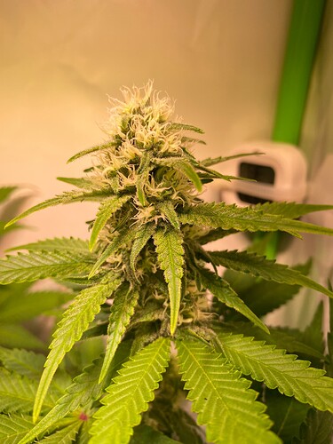 Growreport Bild 4