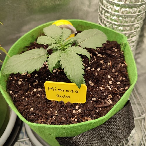 Growreport Bild 35