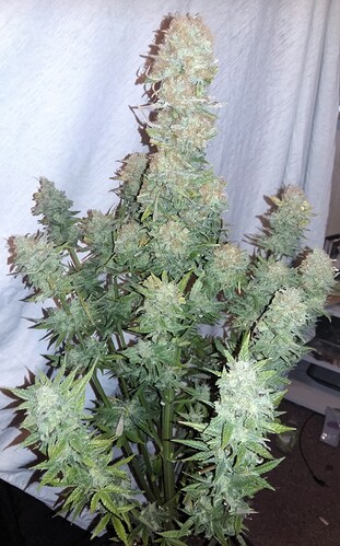 Growreport Bild 4