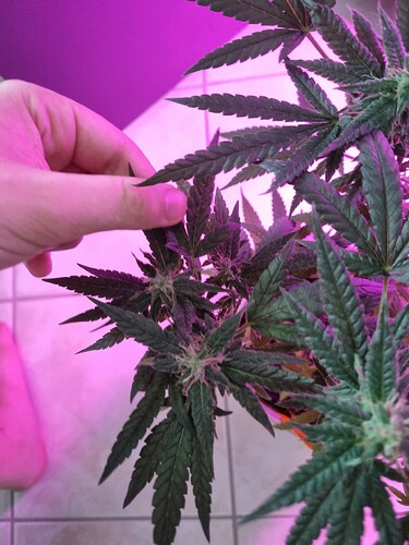 Growreport Bild 5