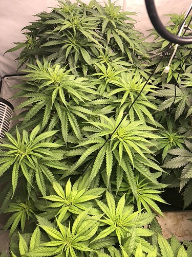 Growreport Bild 3