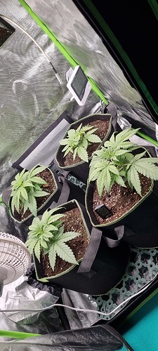 Growreport Bild 3