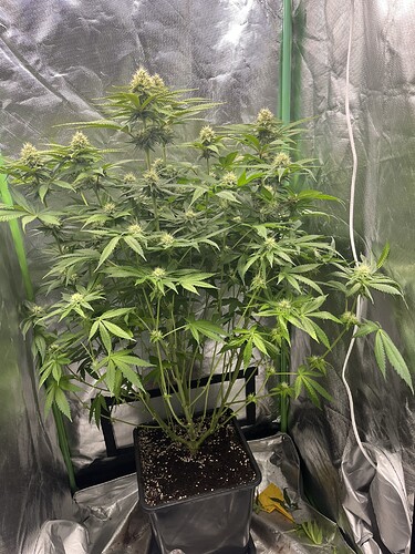 Growreport Bild 1