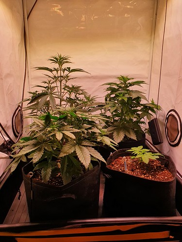 Growreport Bild 15
