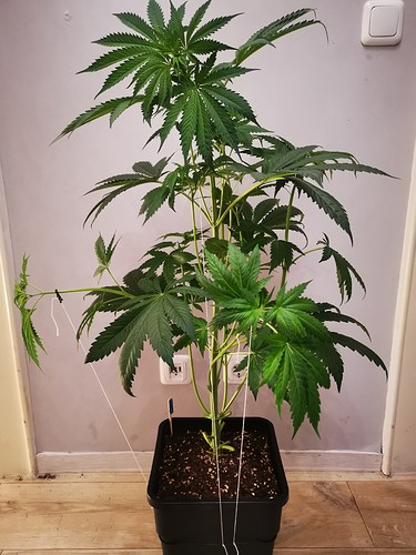 Growreport Bild 19