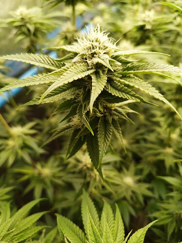Growreport Bild 11
