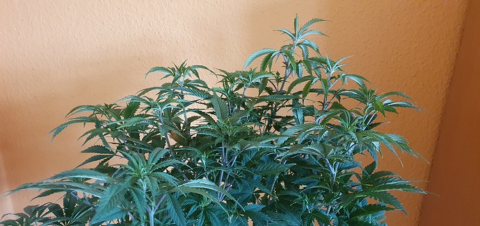 Growreport Bild 9