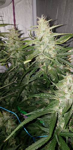 Growreport Bild 10