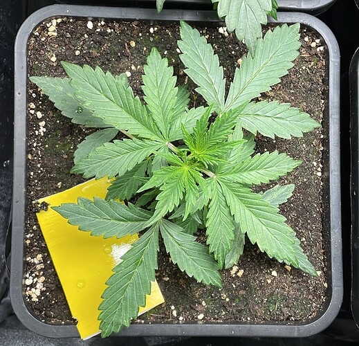 Growreport Bild 6