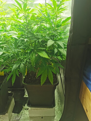 Growreport Bild 4