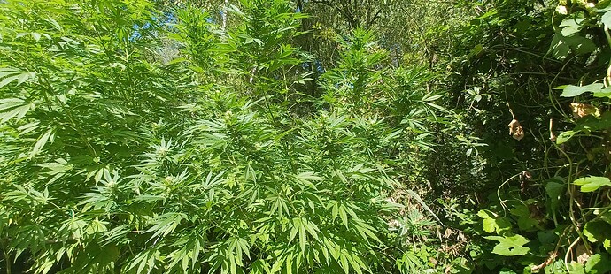 Growreport Bild 3