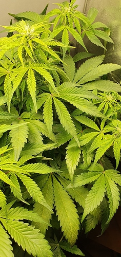 Growreport Bild 4