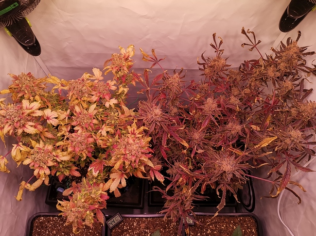 Growreport Bild 2