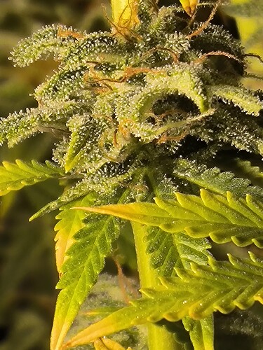 Growreport Bild 20
