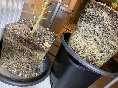 Growreport Bild 18
