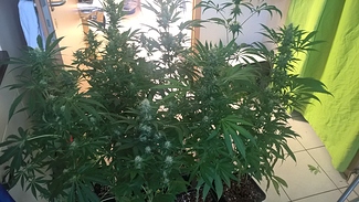 Growreport Bild 3
