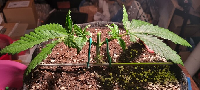Growreport Bild 9