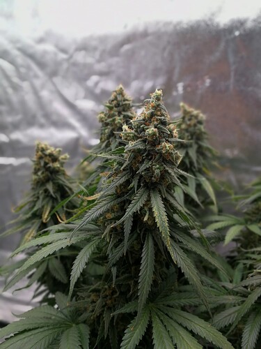 Growreport Bild 5