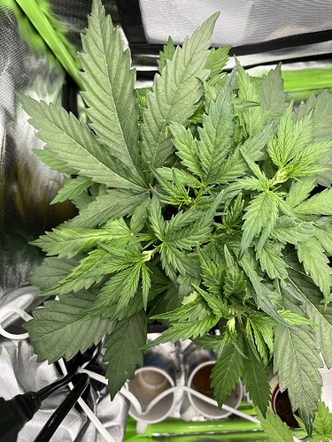 Growreport Bild 5