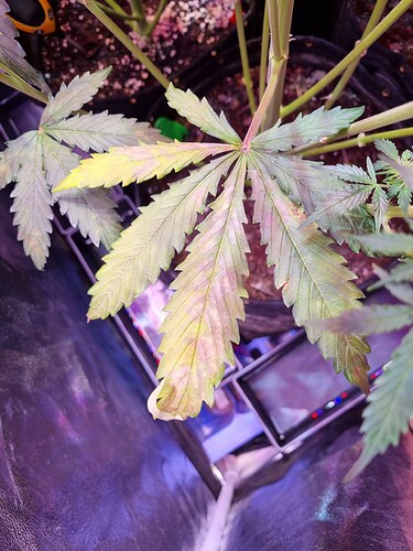 Growreport Bild 28