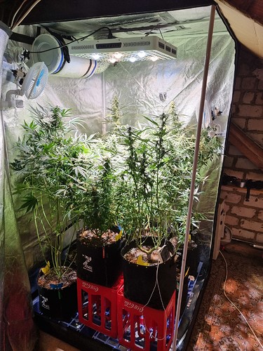 Growreport Bild 17