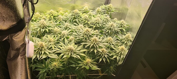 Growreport Bild 2