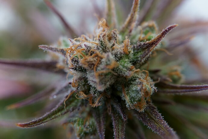 Growreport Bild 6