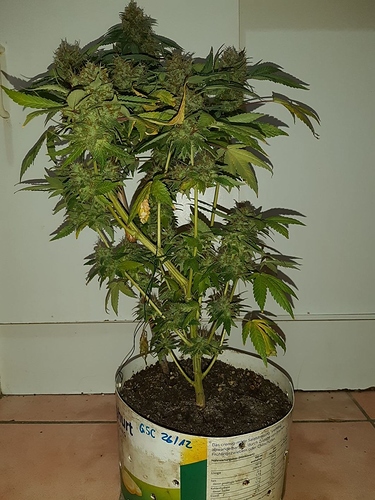 Growreport Bild 4