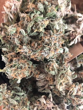 Growreport Bild 56